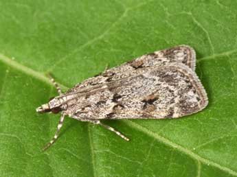 Scoparia subfusca Hw. adulte - �Philippe Mothiron