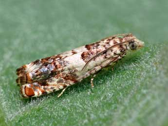 Epinotia subocellana Donovan adulte - �Patrick Clement