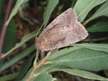 Coenophila subrosea Stph. adulte - �Jean-Alain Guilloton