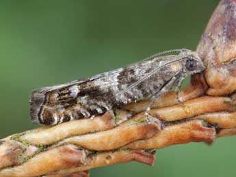 Epinotia subsequana Hw. adulte - �Patrick Clement