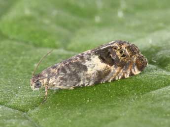 Cydia succedana D. & S. adulte - �Philippe Mothiron