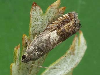 Cydia succedana D. & S. adulte - �Friedmar Graf