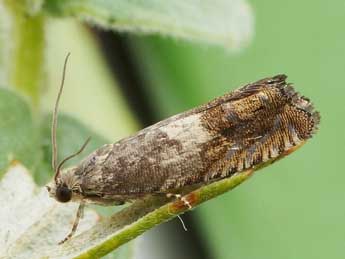Cydia succedana D. & S. adulte - �Friedmar Graf