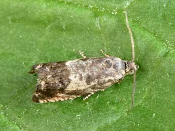 Cydia succedana D. & S. adulte - �Philippe Mothiron