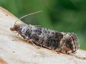 Clavigesta sylvestrana Curt. adulte - �Friedmar Graf