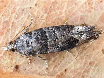 Clavigesta sylvestrana Curt. adulte - �Friedmar Graf