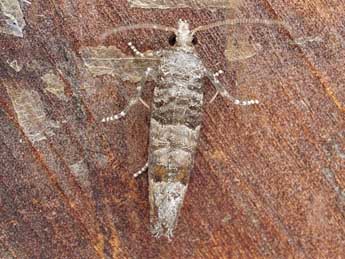 Clavigesta sylvestrana Curt. adulte - �Friedmar Graf