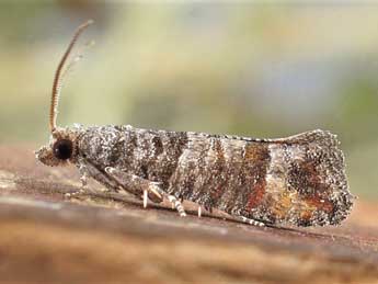 Clavigesta sylvestrana Curt. adulte - �Friedmar Graf