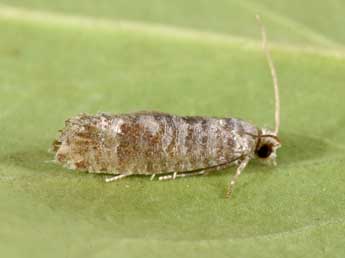 Clavigesta sylvestrana Curt. adulte - �Philippe Mothiron