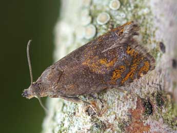 Dichrorampha sylvicolana Hein. adulte - �Patrick Clement