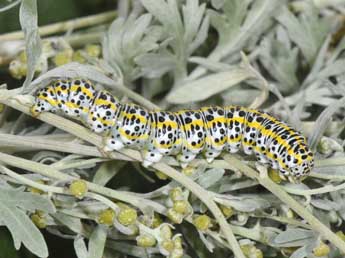  Chenille de Cucullia tanaceti D. & S. - �Philippe Mothiron