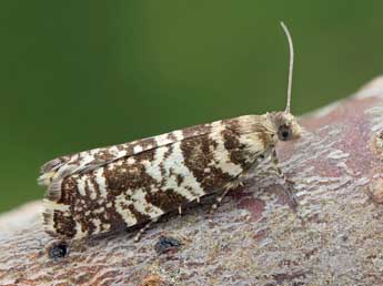 Epinotia tedella Cl. adulte - �Patrick Clement