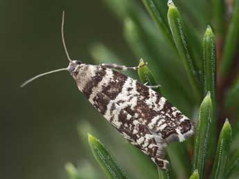 Epinotia tedella Cl. adulte - �Patrick Clement