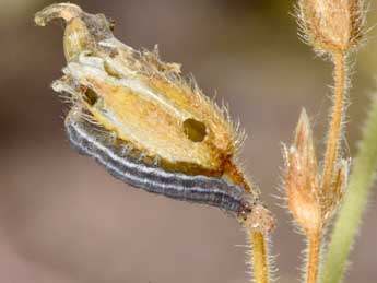  Chenille de Panemeria tenebrata Scop. - �Philippe Mothiron