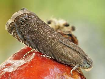 Grapholita tenebrosana Dup. adulte - �Friedmar Graf