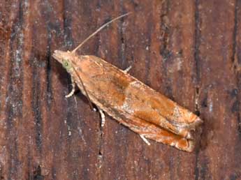 Epinotia tenerana D. & S. adulte - �Philippe Mothiron
