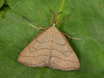 Polypogon tentacularia L. adulte - �Philippe Mothiron
