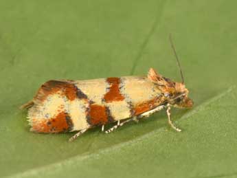 Aethes tesserana D. & S. adulte - �Philippe Mothiron