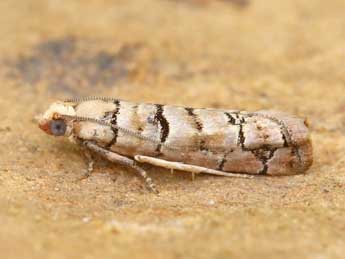 Pseudococcyx tessulatana Stgr adulte - �Lionel Taurand