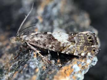 Dichrorampha thomanni Huemer adulte - �Michel Billard