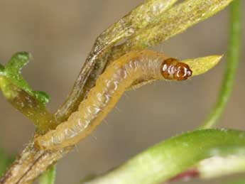  Chenille de Dichrorampha thomanni Huemer - �J�rg Schmid