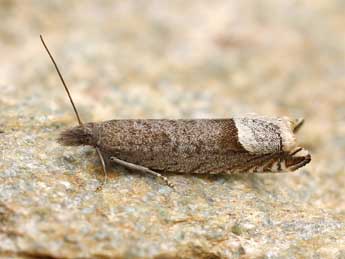 Ancylis tineana Hb. adulte - �Lionel Taurand