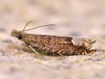 Ancylis tineana Hb. adulte - �Lionel Taurand