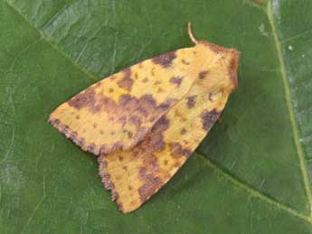 Xanthia togata Esp. adulte - �Philippe Mothiron