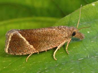 Thiodia torridana Led. adulte - �Heidrun Melzer