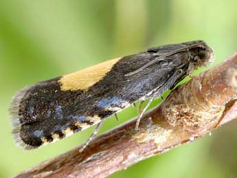 Pammene trauniana D. & S. adulte - �Friedmar Graf