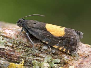 Pammene trauniana D. & S. adulte - �Patrick Clement