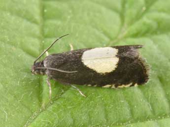 Pammene trauniana D. & S. adulte - �Philippe Mothiron