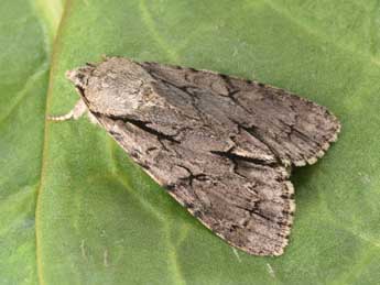 Acronicta tridens D. & S. adulte - �Philippe Mothiron