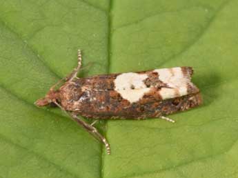 Epinotia trigonella L. adulte - �Philippe Mothiron