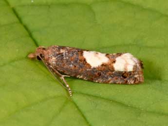 Epinotia trigonella L. adulte - �Philippe Mothiron