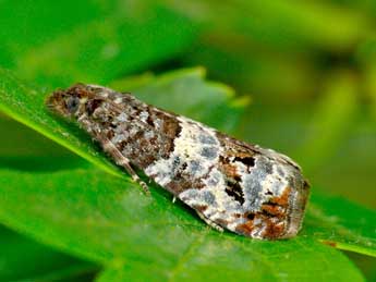 Notocelia trimaculana Hw. adulte - �Patrick Clement