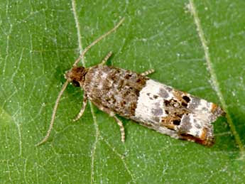 Notocelia trimaculana Hw. adulte - �Philippe Mothiron