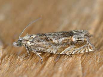 Eucosma tripoliana Barr. adulte - �Dominique Halleux