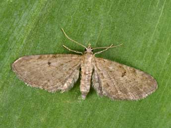 Eupithecia trisignaria H.-S. adulte - �Philippe Mothiron