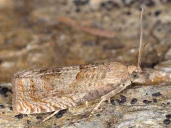 Epiblema turbidana Tr. adulte - �Horst Pichler