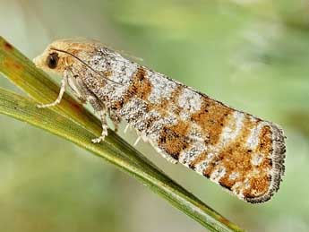 Pseudococcyx turionella L. adulte - �Friedmar Graf