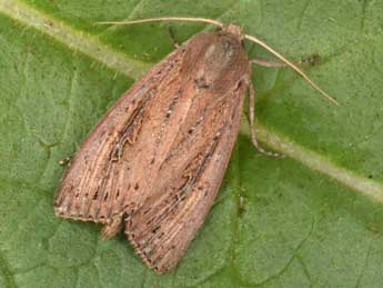 Nonagria typhae Thnbg adulte - �Philippe Mothiron