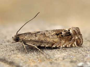 Cydia ulicetana Hw. adulte - �Lionel Taurand