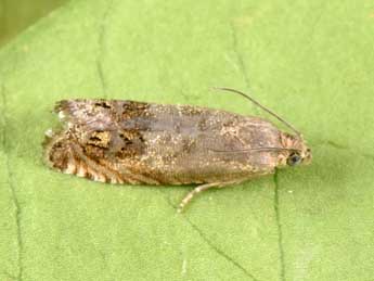 Cydia ulicetana Hw. adulte - �Philippe Mothiron