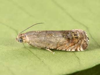 Cydia ulicetana Hw. adulte - �Philippe Mothiron