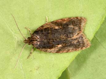 Acleris umbrana Hb. adulte - �Philippe Mothiron