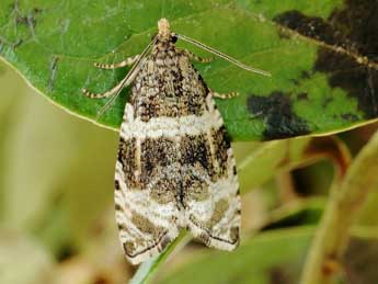 Olethreutes umbrosana Frr adulte - �Friedmar Graf