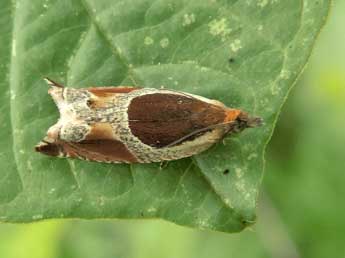 Ancylis unculana Hw. adulte - �Jean-Pierre Lamoline