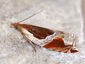Ancylis unculana Hw. adulte - �Lionel Taurand