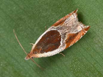 Ancylis unculana Hw. adulte - �Philippe Mothiron